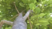 Tree Shortages Prompt London to Study Municipal Nursery