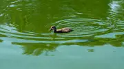 Trump's $14M Lincoln Memorial Pool Makeover Already Green with Algae
