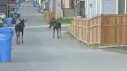 Two Moose Cause Spectacle in NW Calgary Neighbourhood