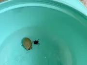 Urban Tick Woes: Lyme Disease Threat Creeps into Edmonton