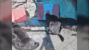 Vancouver Aquarium Otters Predict Canada vs Qatar World Cup Winner