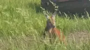 Wallaby Remains Loose on Montreal's South Shore Under Monitoring