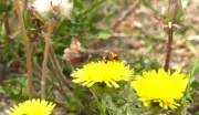 Wasp Sightings Increase in Winnipeg's Whyte Ridge Neighbourhood