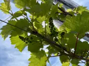 Why Petite Pearl and Marquette Wines Are Must-Try in Essex County This Year