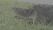 Why You Are Seeing More Turtles in Manitoba This Summer