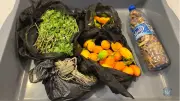 Windsor traveller fined $300 for undeclared produce at Detroit airport