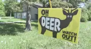 Winnipeg Students' 'Oh Deer' Sign Project Becomes City Signage