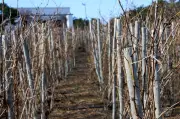 Woman Plants Vineyard at Home During COVID-19 Lockdown