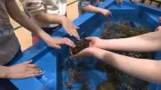 World Oceans Day Celebrates Marine Wonders in St. John's Event