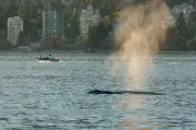 Year-Round Buffet Brings More Whales Back to B.C. Waters