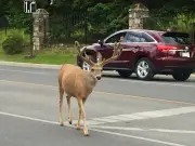Young deer stuck in Banff fence rescued by Parks Canada and emergency crews