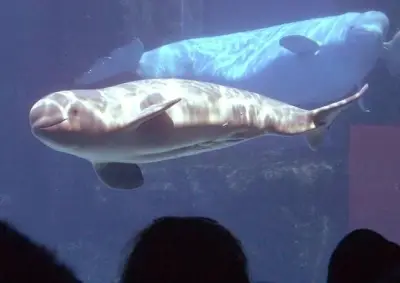 30 Beluga Whales Rescued from Shuttered Marineland to US, Spain