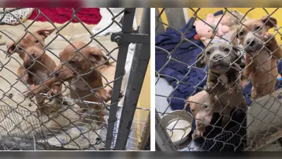 BC SPCA warns against animal abandonment after puppies found in crate