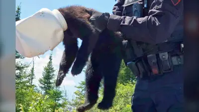 Bear cub rescued after head stuck in jug in northwestern Ontario