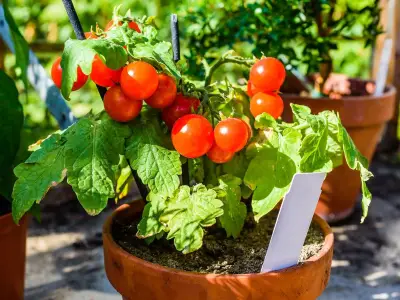 Beware of Overwatering Potted Tomatoes: Expert Tips for Healthy Plants