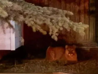 Cougar Spotted in NW Calgary Neighbourhood, Resident Captures Photo