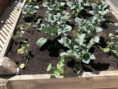 Extend Your Vegetable Harvest: Tips from a Calgary Horticulturist
