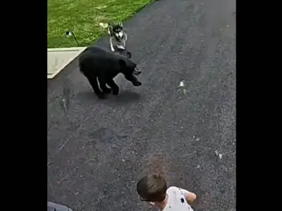 Family dog saves young boy from charging bear in Connecticut