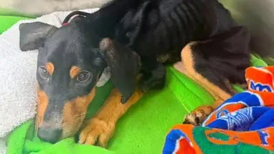 Florida Man Accused of Starving Puppy to Death in Locked Garage