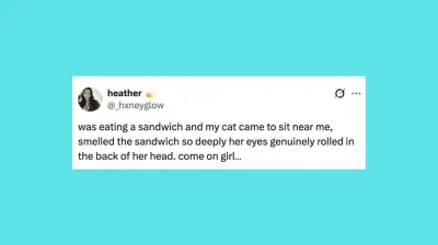 Funny Pet Posts of the Week: Cats, Dogs and More