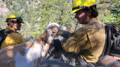 Goat Named Goldie Joins Colorado Firefighters Battling Wildfire