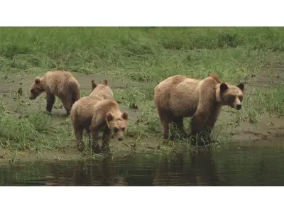Grizzly bear bluff charges man on Stoney Nakoda First Nation, advisory issued