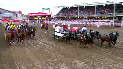 Horse Injured in Chuckwagon Races at Calgary Stampede, No Fractures Found