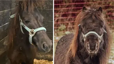 Michael James the Horse Needs Help: Dental Surgery at Ontario Sanctuary