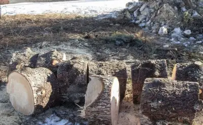 Northern Alberta Timber Holds Firm Amid Cyclical Market Challenges