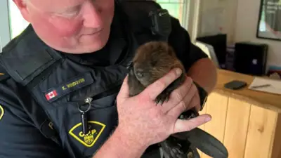 OPP Stunt Driver Stop Reveals Baby Beaver Passenger in Vehicle
