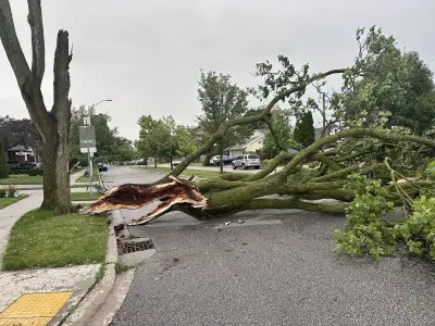 Powerful Storm Topples Trees, Causes Damage Across Windsor-Essex