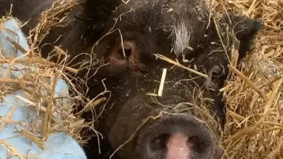 Ralphy's Retreat Animals Need Summer TLC: Sanctuary Seeks Help