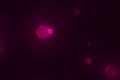 Scientists Build First Functional Synthetic Cell From Scratch