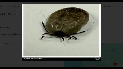 Tick Reports Rise in Alberta as Province Ranks Second in Canada