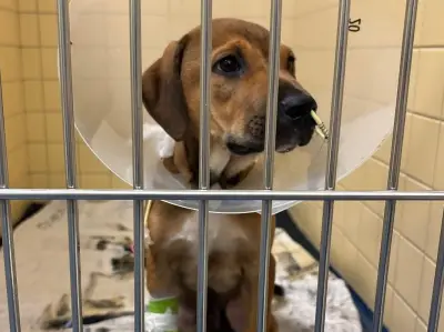 Toronto Puppy Recovering from Parvovirus Urgently Needs Foster Home