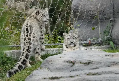 Toronto Zoo Animals Stay Cool Amid Power Outage Heat Wave