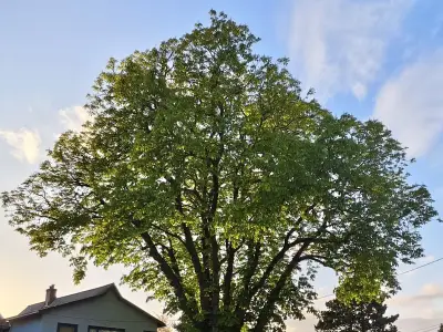 Tough Watering Restrictions Threaten Metro Vancouver's Trees
