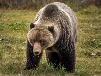 Two grizzlies illegally killed on same day near Sundre, Alberta