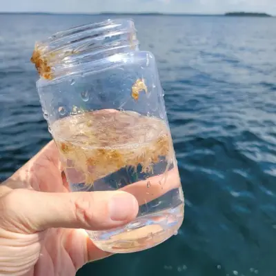 What's Floating in Lake Simcoe? LSRCA Explains Exuviae Skin