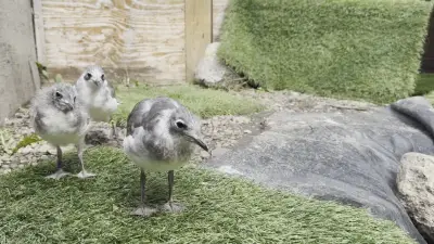 WILDNorth Sees Influx of Unusual Animals After Heavy Rains in Edmonton