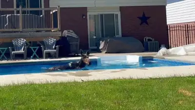 Young Moose Damages Pool During Swim in North Bay, Ontario