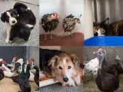 121 Animals Rescued from Inhospitable Conditions During South Shore Heat Wave