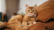 3 Cat Behaviors That Signal Stress or Illness, According to Vets