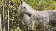 Alberta Group Offers $35K Reward for Info on Wild Horse Killer