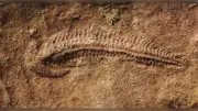 Ancient worm-like creature Spriggina floundersi may be oldest right-handed animal