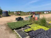 Bone-Dry July Damages Nova Scotia Farms, Threatens Harvests