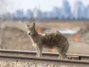 Boy, 2, Bitten on Face by Coyote in Latest Whitby Attack