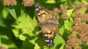 Butterfly Release Helps Grieving Families in North Bay