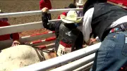 Calgary Humane Society Probes Stampede Horse Incident After Animal Rights Complaint