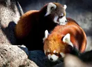 Calgary Zoo Welcomes 3 New Baby Red Pandas, Boosting Conservation